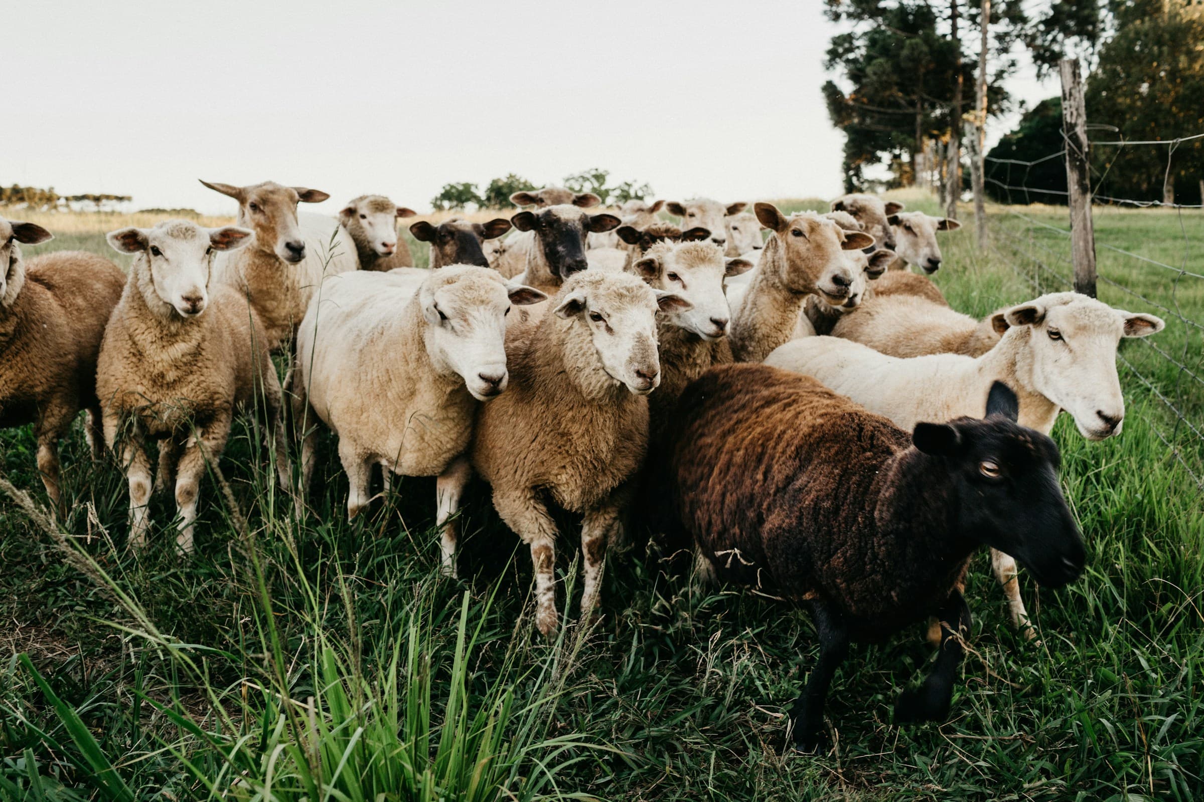 A group of sheep