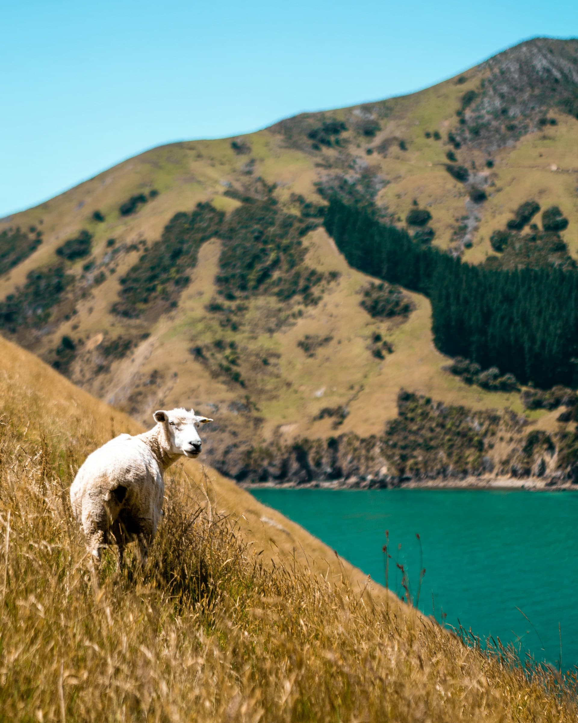Lone sheep on a hill
